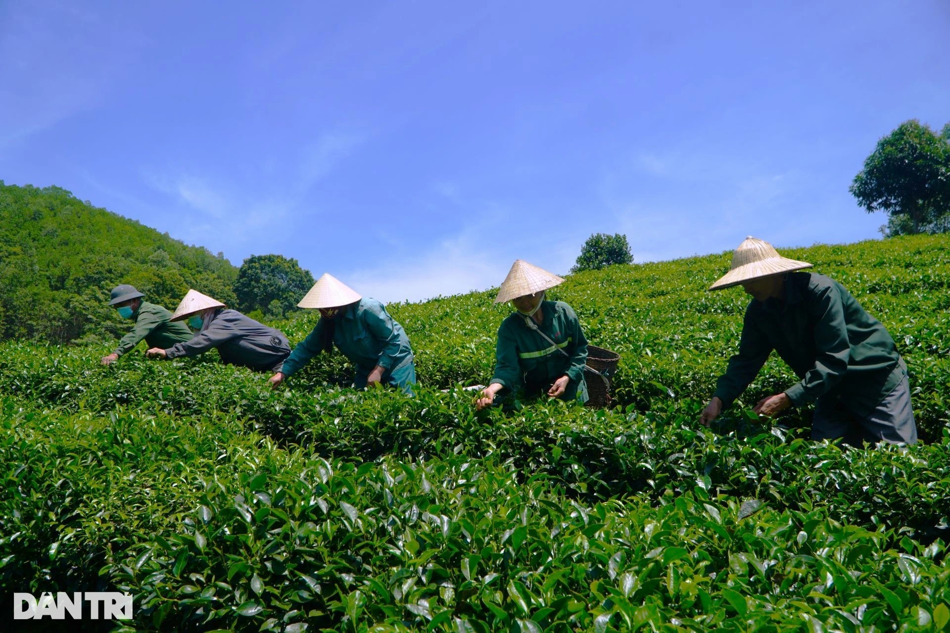 ong-le-dinh-tu-bo-pho-ve-rung-thu-vang-tu-vung-dat-kho-3-1703261192.jpg
