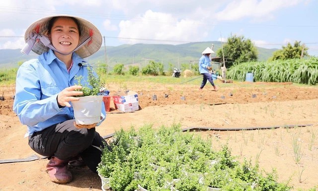 nha-sang-lap-cong-ty-tnhh-duoc-thao-li-la-chi-nguyen-thi-thu-trang-1-1706009655.jpg