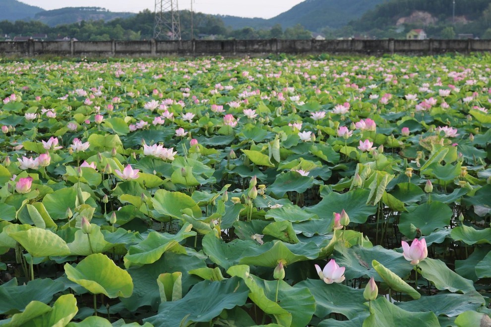 chu-tich-hdqt-kiem-giam-doc-htx-nong-nghiep-sen-que-bac-anh-pham-kim-tien-2-1706441131.jpg