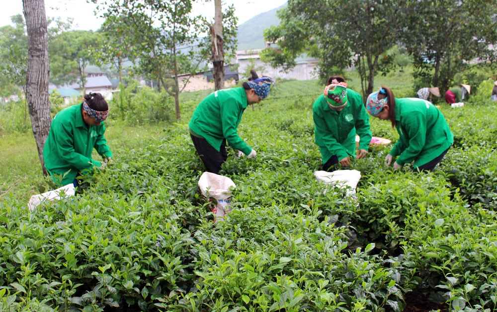 ong-nguyen-thanh-duong-giam-doc-hop-tac-xa-che-trung-du-tan-cuong-2-1708867881.jpg
