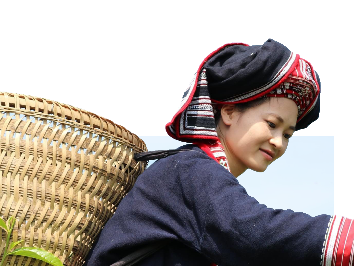 thuong-hieu-tra-shan-tuyet-fin-ho-tra-2-1708879602.png