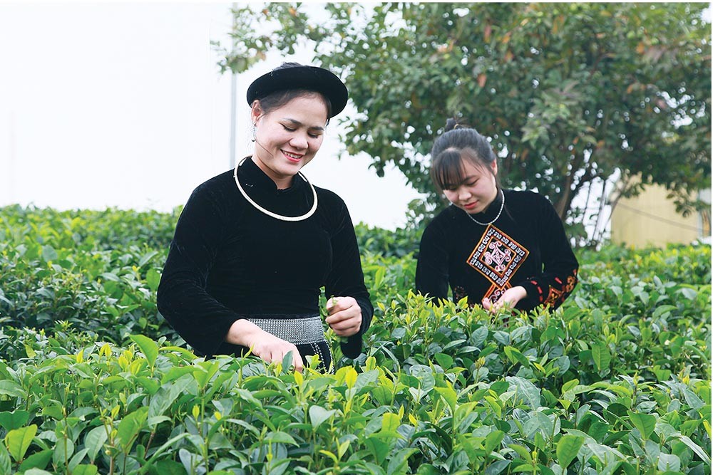 giam-doc-hop-tac-xa-tam-tra-thai-1-1709215352.jpg