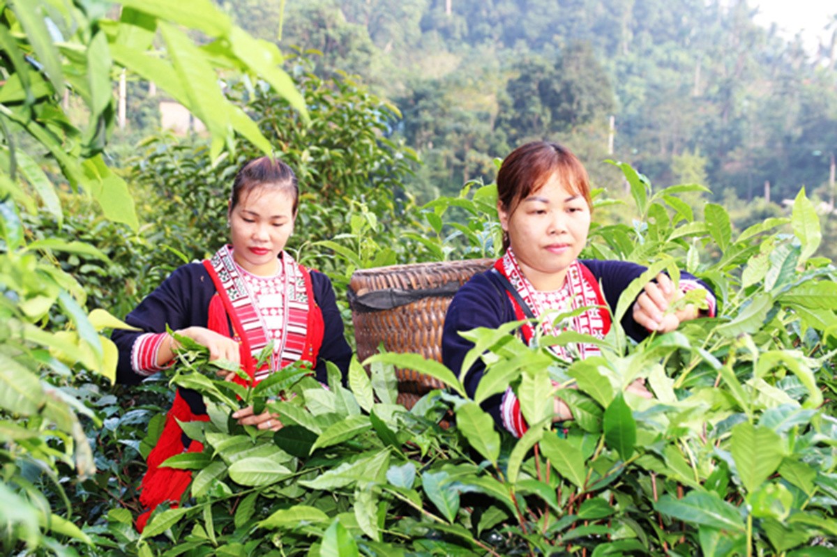 hop-tac-xa-che-minh-quang-1711472985.jpg
