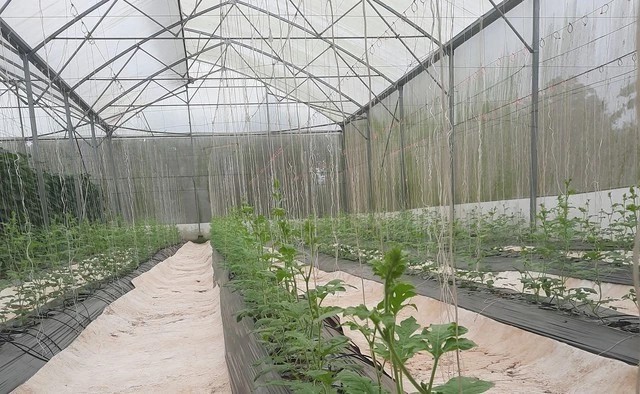 ha-anh-thuy-trong-dua-mac-vong-thu-ve-hang-chuc-trieu-dong-moi-thang-2-1712882243.jpg
