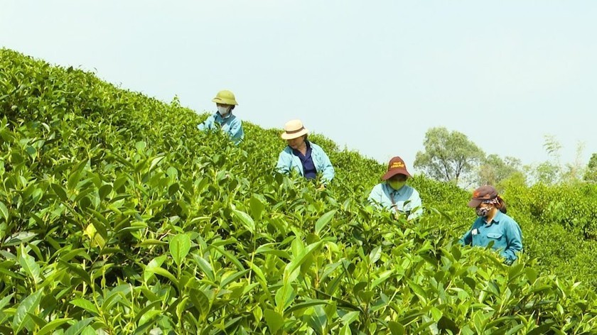 hanh-trinh-20-nam-xay-dung-va-phat-trien-thuong-hieu-che-hoai-trung-1-1713896664.jpg