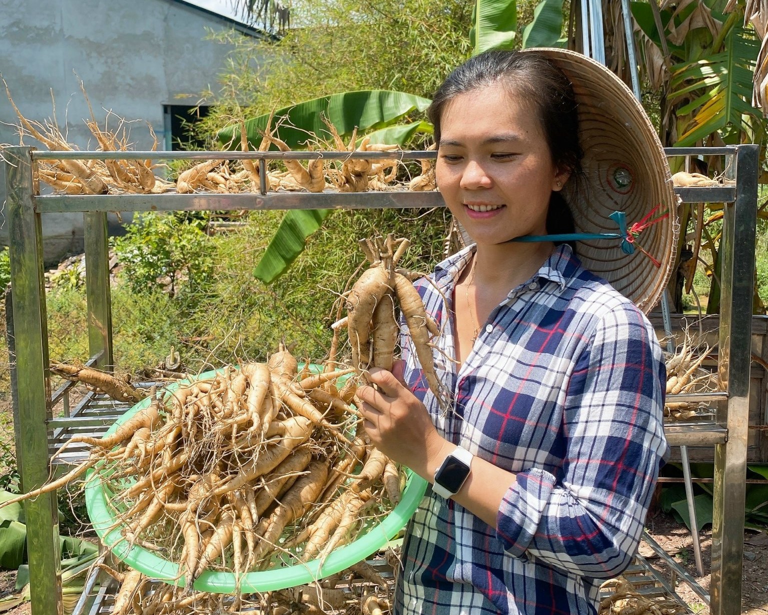 Chị Phan Thị Ngọc Bích khởi nghiệp trồng sâm tiến vua, mỗi tháng thu về 500 triệu đồng