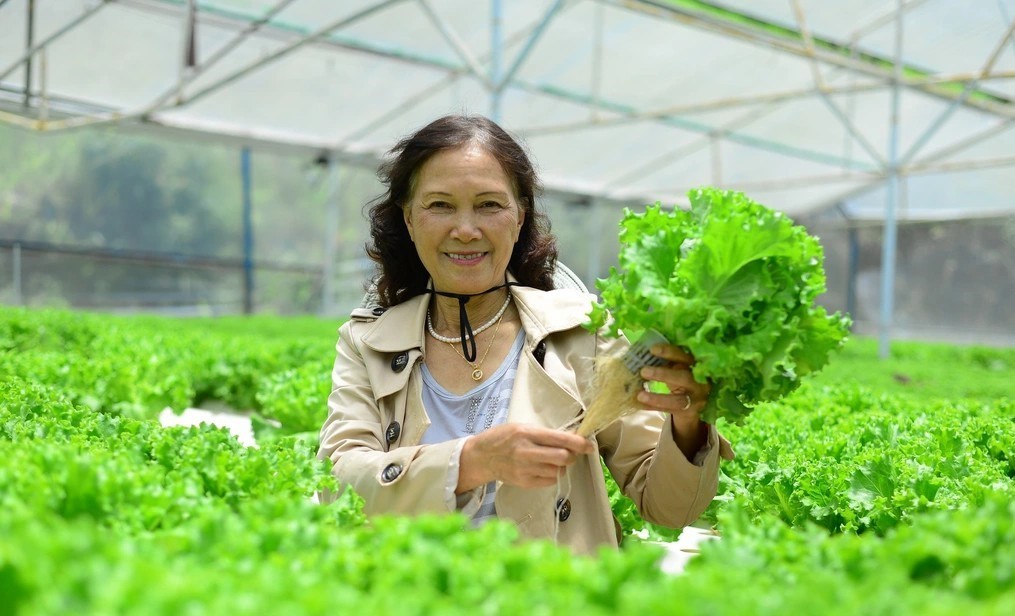Giáo viên về hưu Phạm Thị Thu Cúc thành công khi khởi nghiệp trồng rau xà lách thủy canh, mỗi ngày thu về 20 triệu đồng