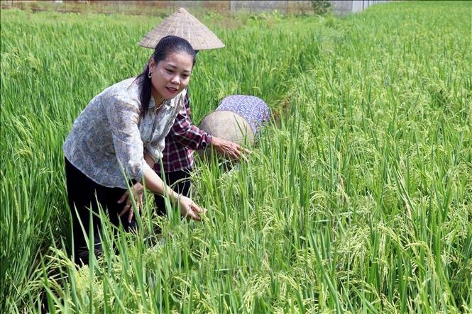 Đột phá trong canh tác lúa: HTX Thụy Hương và "Gạo Ruộng Rươi" đặc sản Hải Phòng