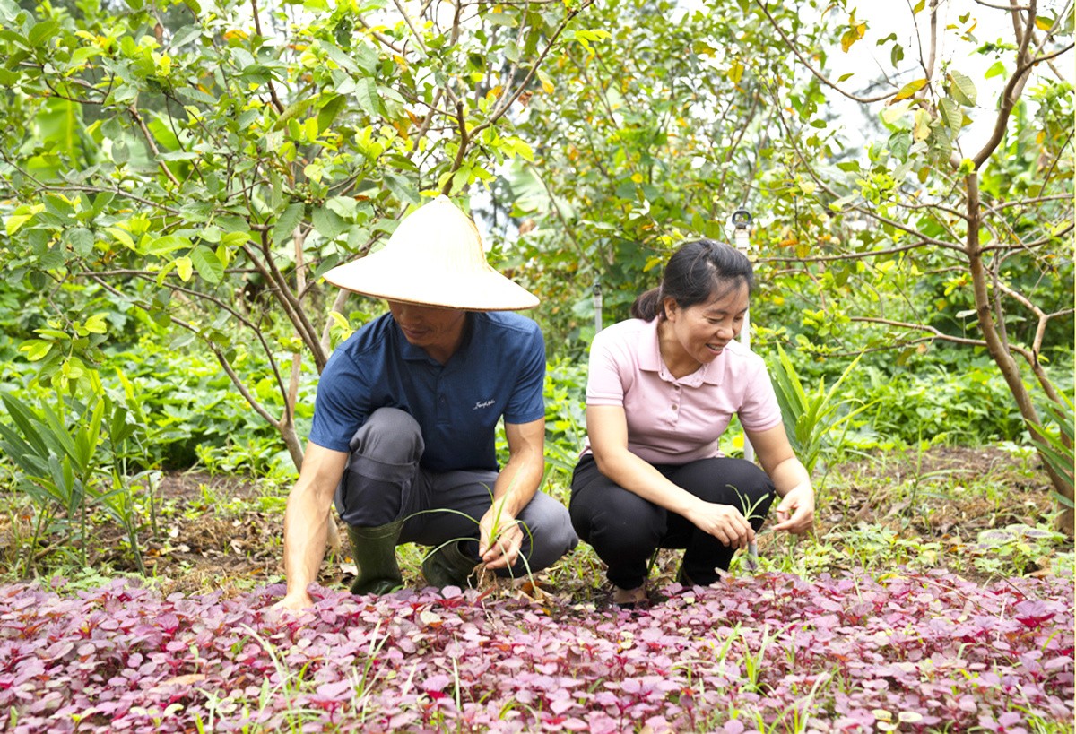 Hành trình khởi nghiệp bền vững của cặp đôi sáng lập An Nông Farm: "Muốn làm nông thì không thể mộng mơ"