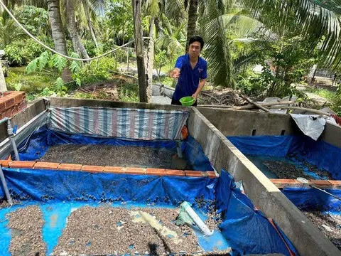 Thanh niên khởi nghiệp với mô hình nuôi ếch giống mang lại thu nhập cao