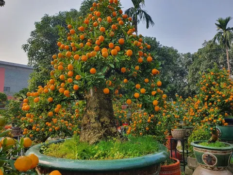 Cận cảnh chậu quất thân to như cây bưởi, được định giá 300 triệu đồng, chỉ cho thuê chứ không bán