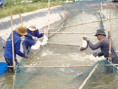Nhờ tiên phong nuôi cá đặc sản, lão nông thu tiền tỷ mỗi năm