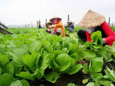 Thuốc trừ sâu bệnh bằng thảo mộc