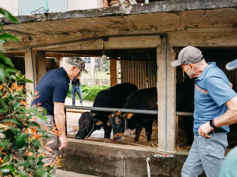 Triệu phú Mỹ trải nghiệm trồng rau, nuôi bò, nuôi heo ở Việt Nam