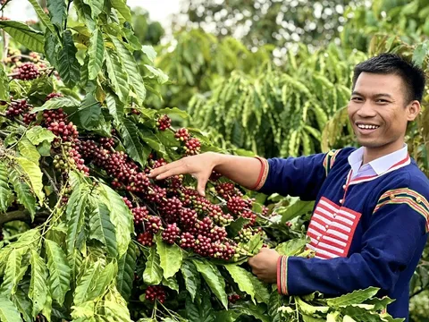 Gia Lai: Thầy giáo Jrai mê nông nghiệp cùng bà con nâng tầm giá trị hạt cà phê