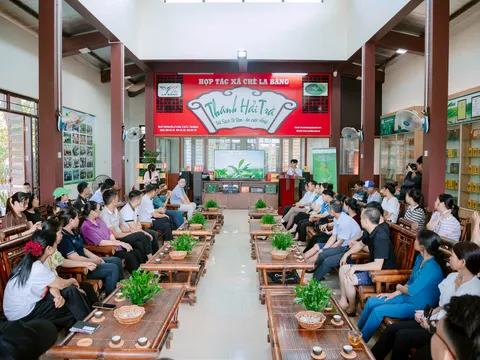 Vùng chè Thái Nguyên nâng chất lượng, xây dựng thương hiệu